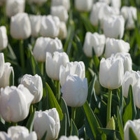 Tulip Flower seeds for Planting - Garden Favorite, Heirloom & GMO Free Seeds for Home Garden