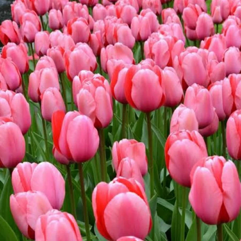 Pink Tulip Flower Seeds Perfect for Borders Heirloom & GMO Free Seeds for Home Garden
 
 Sale