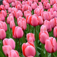 Pale Pink Tulip Flower seeds for Planting - Pollinator Friendly, Heirloom & GMO Free Seeds for Home Garden