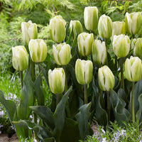 Yellow Green Tulip Flower seeds for Planting Hardy Variety Heirloom & GMO Free Seeds for Home Garden