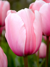 Light Pink Tulip Flower seeds for Planting - Premium Quality, Heirloom & GMO Free Seeds for Home Garden