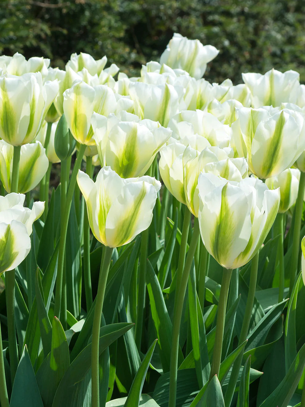 Green Tulips Flower seeds for Planting Cut Flower Favorite Heirloom & GMO Free Seeds for Home Garden
 
 Sale