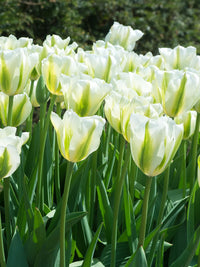 Green Tulips Flower seeds for Planting Cut Flower Favorite Heirloom & GMO Free Seeds for Home Garden
 
 Sale