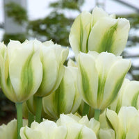 Light Green Tulip Flower Seeds for Planting – Bright Blooms Heirloom & NonGMO Seeds
 
 Sale
