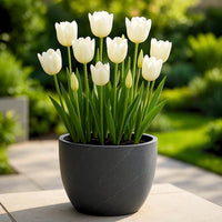 Tulip Petals Flower seeds for Planting Compact Growth Heirloom & GMO Free Seeds for Home Garden 
 
 Sale