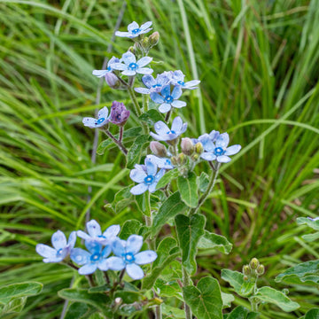Tweedia blue star flower seeds for planting