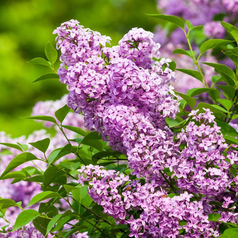 Lilac Flower seeds for Planting - Compact Growth, Heirloom & GMO Free Seeds for Home Garden