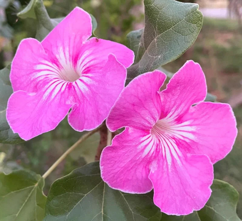Stellulifera Flower seeds for Planting Cut Flower Favorite Heirloom & GMO Free Seeds for Home Garden
 
 Sale
