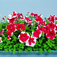 Petunia Hulahoop Rose Seeds for Elegant Rose-Colored Petunias