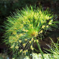 Yellow Cyperus Papyrus Flower seeds for Planting - Cut Flower Favorite, Heirloom & GMO Free Seeds for Home Garden