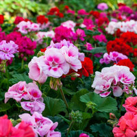 Colorful Mix Geranium flowering plants suitable for containers and garden beds