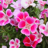 Mixed Azalea Godetia Flower seeds for Planting - Garden Favorite, Heirloom & GMO Free Seeds for Home Garden