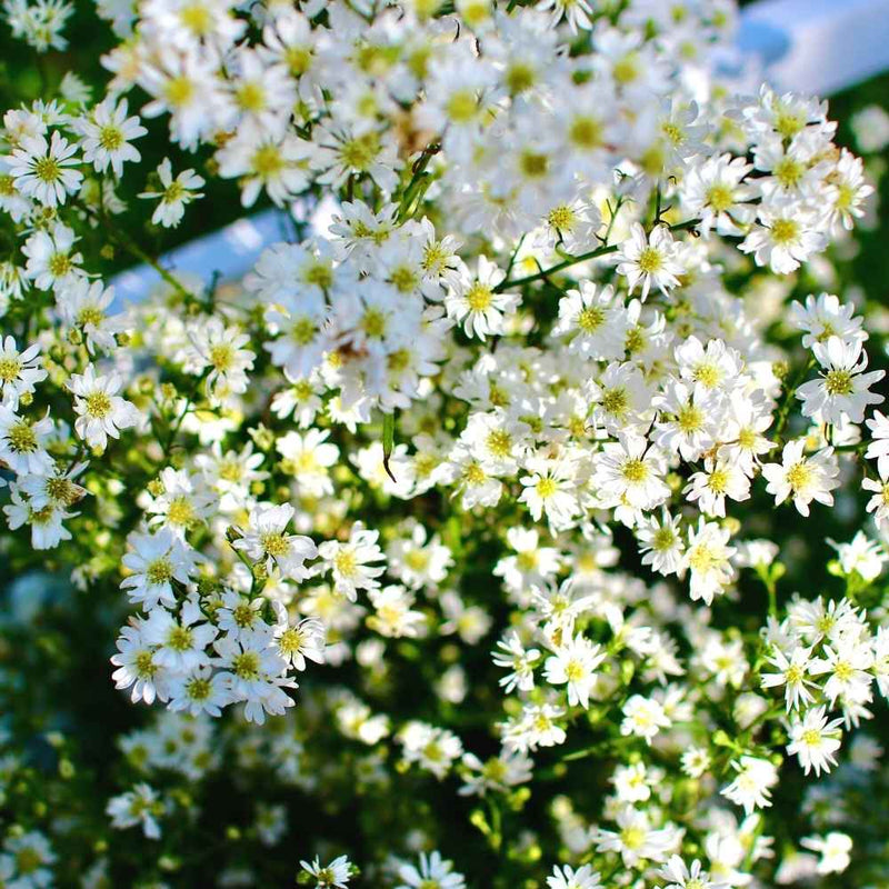 White Gypsophila Seeds for Planting  Seed for Creating Elegant White Florals in Your Garden