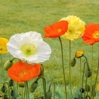 Colorful Papaver flowers growing in a sunny ornamental garden.