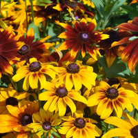 Rudbeckia Flower seeds for Planting - Shade Tolerant, Heirloom & GMO Free Seeds for Home Garden