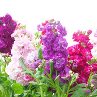 Blue Gilly Flower Seeds for Planting | Vibrant Blooms for Gardens and Borders