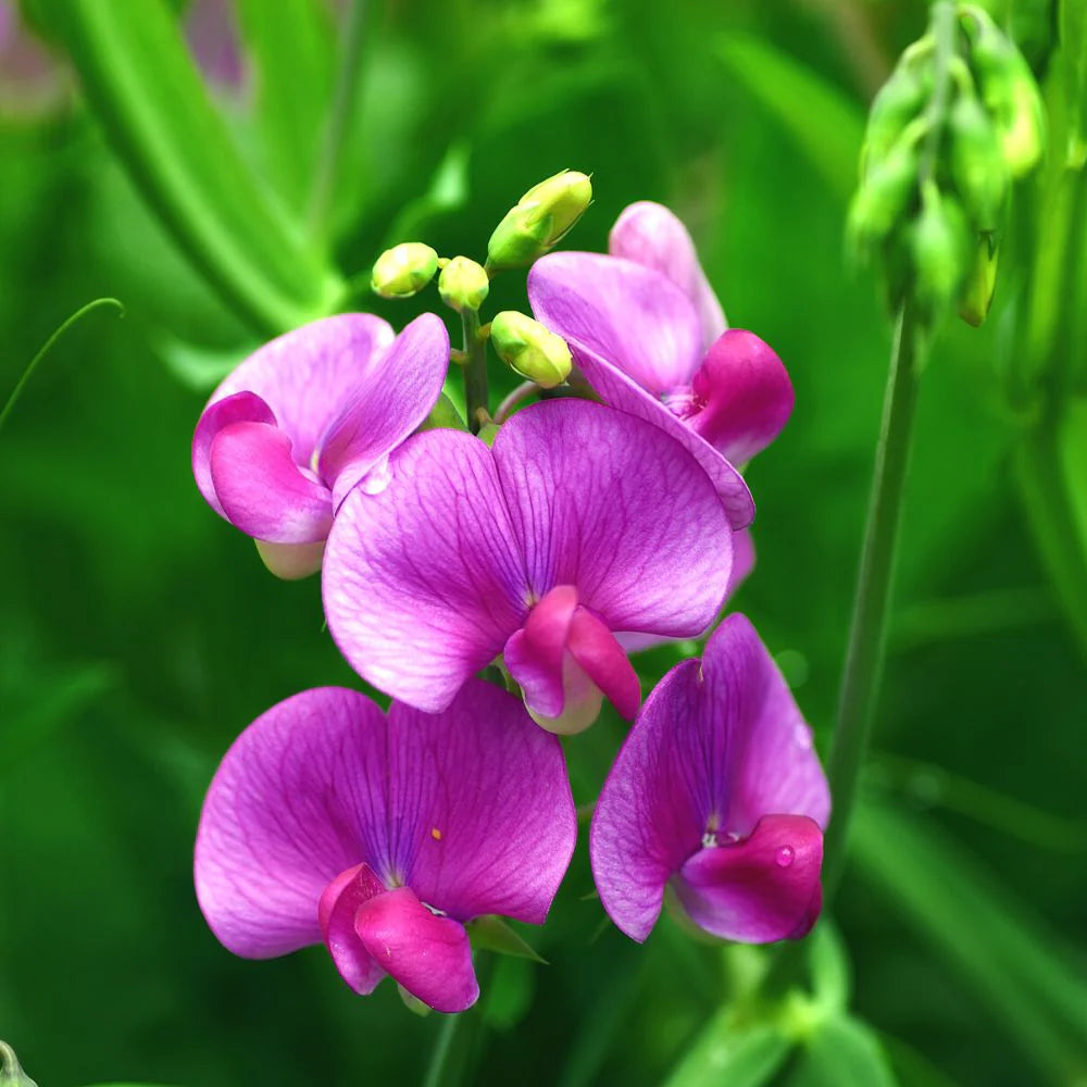 Pink Sweet Pea Flower Seeds for Planting Seasonal Bloomer Heirloom & GMO Free Seeds for Home Garden
 
 Sale
