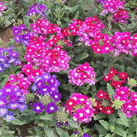 Multi-Color Verbena Flower seeds for Planting - Hardy Variety, Heirloom & GMO Free Seeds for Home Garden