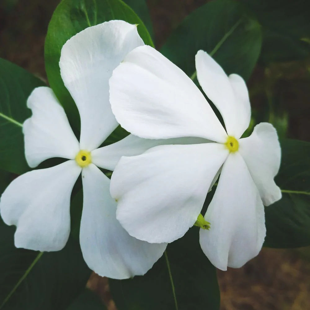 Vinca Flower seeds for Planting Premium Quality Heirloom & GMO Free Seeds for Home Garden