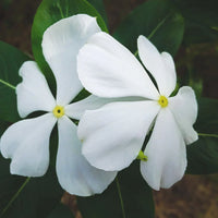 Vinca Flower seeds for Planting Premium Quality Heirloom & GMO Free Seeds for Home Garden