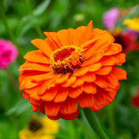 Light Orange Zinnia Flower seeds for Planting Drought Tolerant Heirloom & GMO Free Seeds for Home Garden