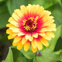 Pink Yellow Zinnia Flower seeds for Planting Bright Blooms Heirloom & GMO Free Seeds for Home Garden