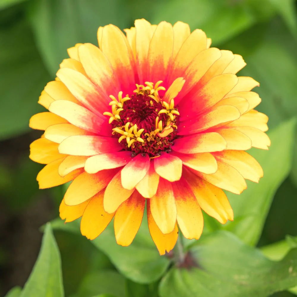 Light Yellow Zinnia Flower seeds for Planting - Fragrant Blossoms, Heirloom & GMO Free Seeds for Home Garden