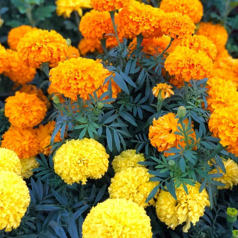 Heirloom Marigold Flower seeds for Planting Premium Quality Heirloom & GMO Free Seeds for Home Garden
