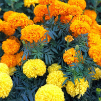 Heirloom Marigold Flower seeds for Planting Premium Quality Heirloom & GMO Free Seeds for Home Garden