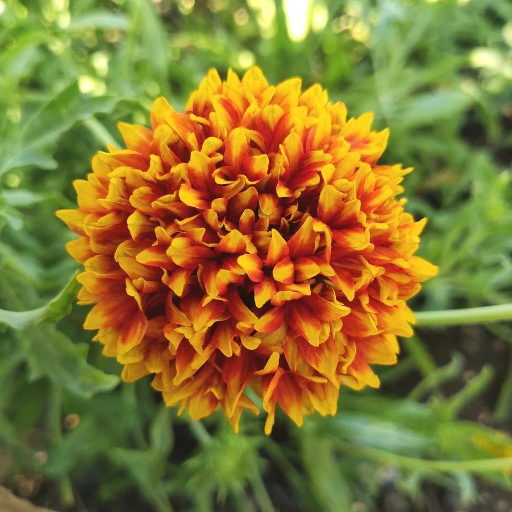 Mixed Gaillardia Lorenziana Flower seeds for Planting - Long Bloom Season, Heirloom & GMO Free Seeds for Home Garden