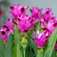 Curcuma Flower seeds for Planting - Seasonal Bloomer, Heirloom & GMO Free Seeds for Home Garden