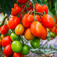 Tomato Variety Seeds Collection for Home Garden Planting | Heirloom Non-GMO