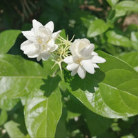 Arabian Jasmine (Jasminum sambac) Seeds for Planting – Heirloom & Non-GMO Flower Seeds
