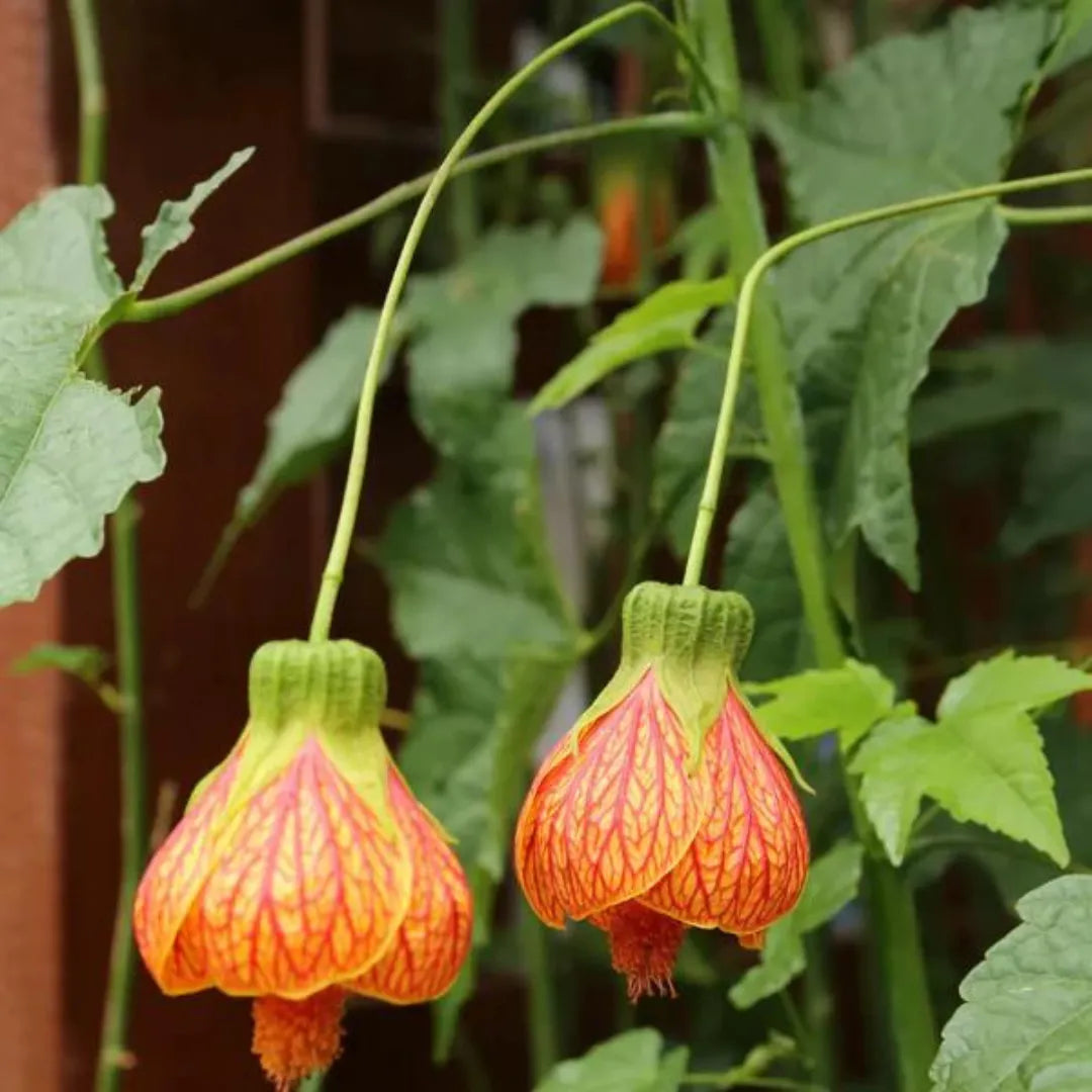 Yellow Red Abutilon Striatum Flower Seeds for Garden Planting