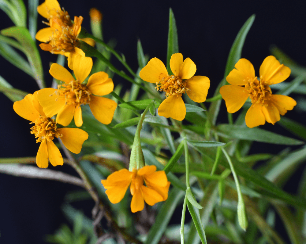 Mint Marigold Flower seeds for Planting Shade Tolerant Heirloom & GMO Free Seeds for Home Garden 
 
 Sale for planting in home garden