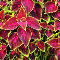 Mixed Coleus Seeds Flower seeds for Planting - Pollinator Friendly, Heirloom & GMO Free Seeds for Home Garden