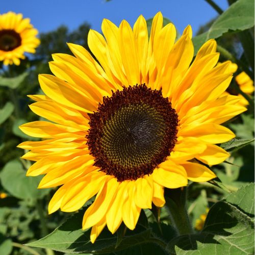 Sunflower Flower seeds for Planting Shade Tolerant Heirloom & GMO Free Seeds for Home Garden