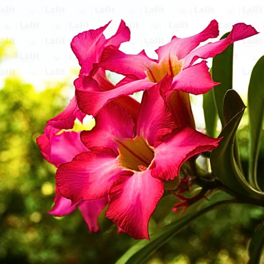 Red Pink Adenium Flower Seeds for Planting Drought Tolerant Heirloom & GMO Free Seeds for Home Garden
 
 Sale