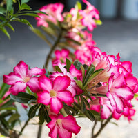 Adenium Obesum Rose Flower seeds for Planting Fragrant Blossoms Heirloom & GMO Free Seeds for Home Garden 
 
 Sale