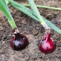 Red Shallot Onion plants growing in a raised garden bed