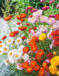 Strawflower Mix Flower seeds for Planting - Perfect for Borders, Heirloom & GMO Free Seeds for Home Garden