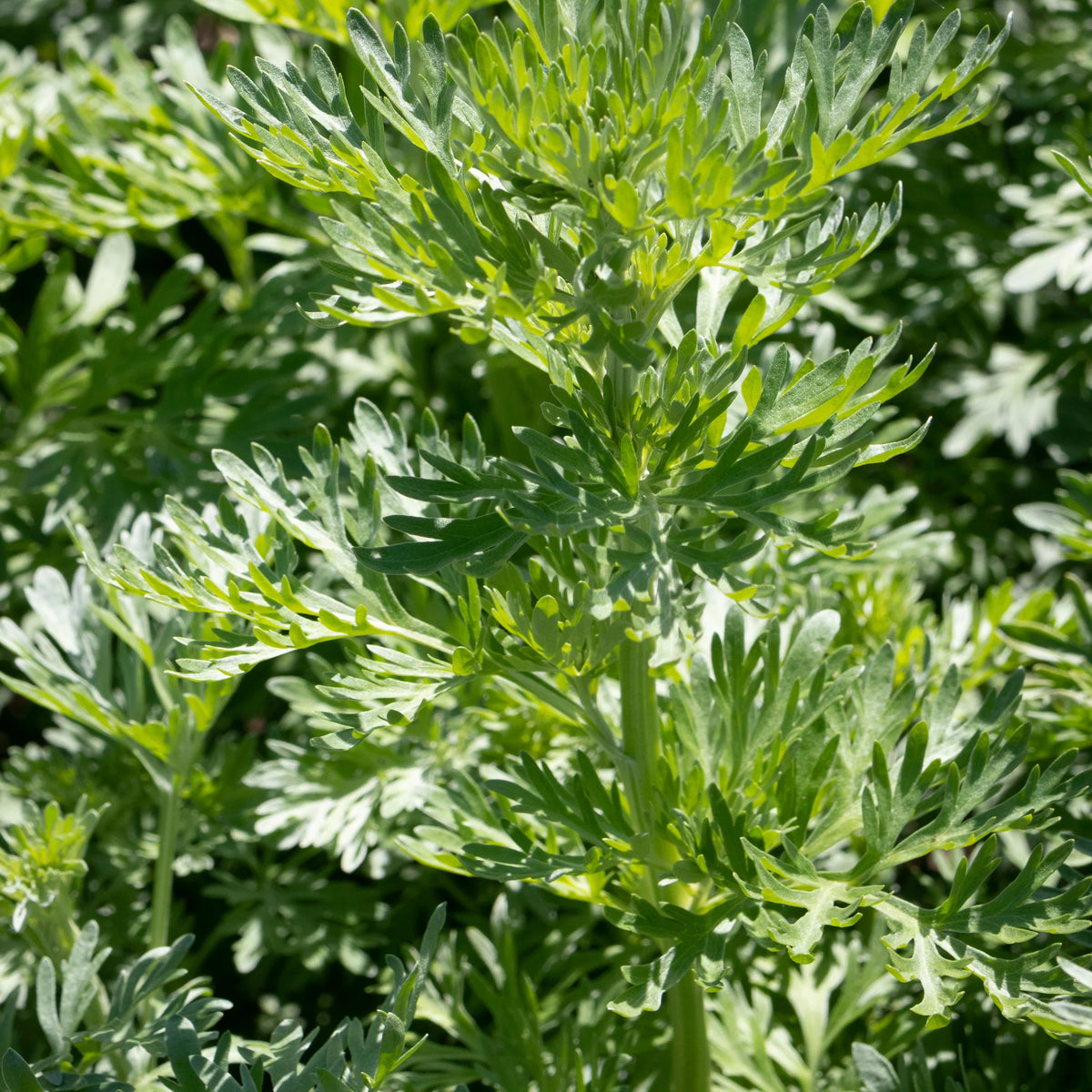 Absinthe Wormwood Seeds for Planting - Premium Quality