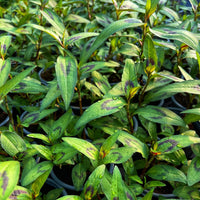 Vietnamese Coriander Seeds for Planting – Heirloom & Non-GMO Culinary Herb Seeds