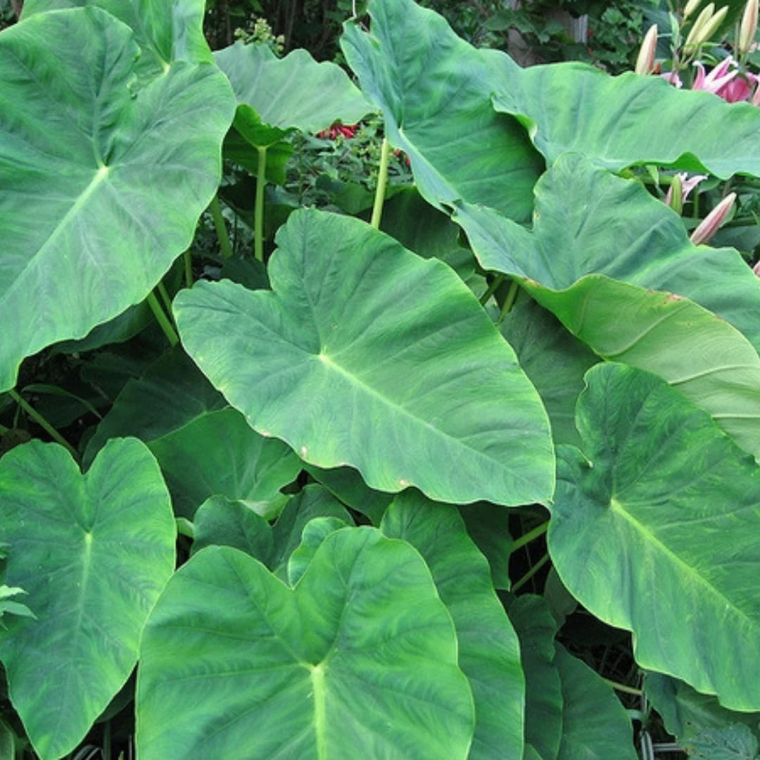 Heirloom Colocasia Flower seeds for Planting Bright Blooms Heirloom & GMO Free Seeds for Home Garden