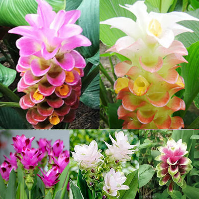 100 Pcs