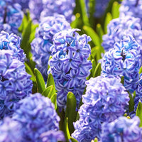 Lavender Hyacinth Flower seeds for Planting - Perfect for Borders, Heirloom & GMO Free Seeds for Home Garden