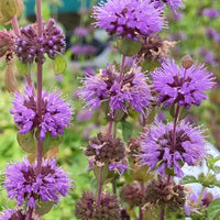 Violet Pennyroyal Flower seeds for Planting - Cut Flower Favorite, Heirloom & GMO Free Seeds for Home Garden