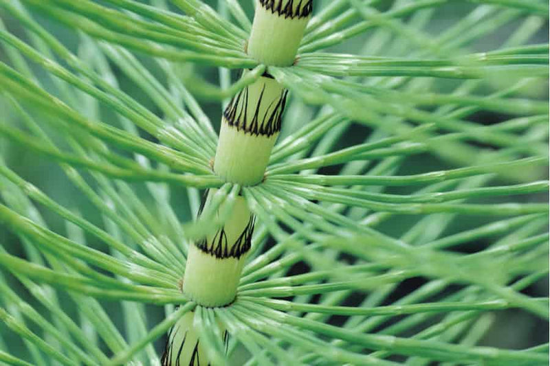 Upright Equisetum plants growing in a lush garden landscape.