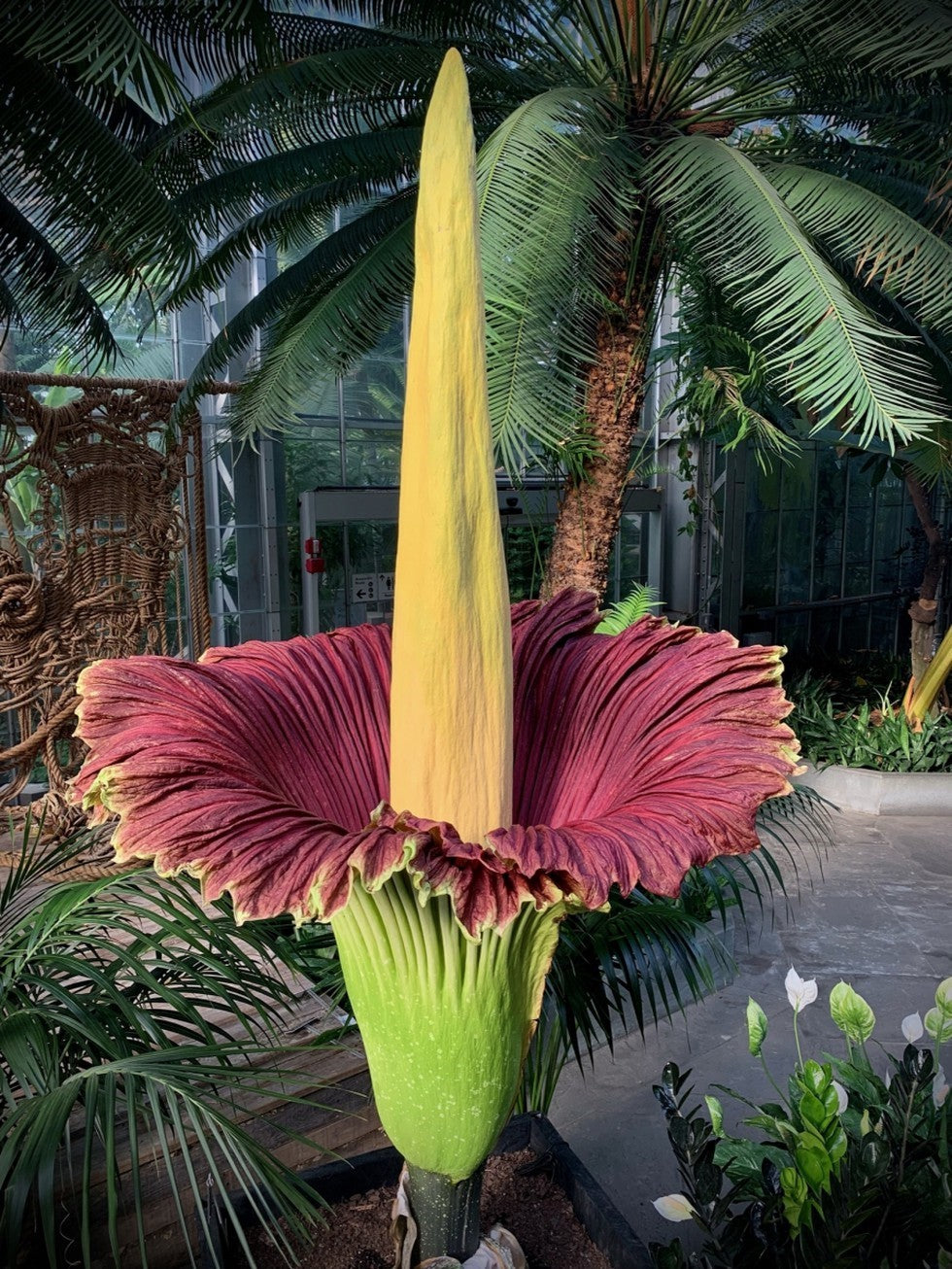 Purple Titan Arum Flower Seeds for Planting – Heirloom Non-GMO Exotic Ornamental Flower Seeds for Botanical Gardens & Tropical Collections