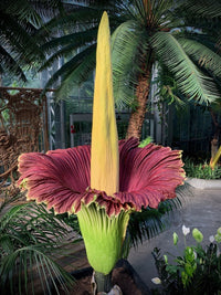 Purple Titan Arum Flower Seeds for Planting – Heirloom Non-GMO Exotic Ornamental Flower Seeds for Botanical Gardens & Tropical Collections